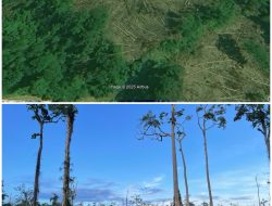 Apel: 51 Hektar Hutan Lindung Aceh Barat Rusak, Akibat Ilegal Logging