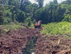 Belasan Hektare Lahan Gambut Rawa Tripa, Digarap Secara Ilegal