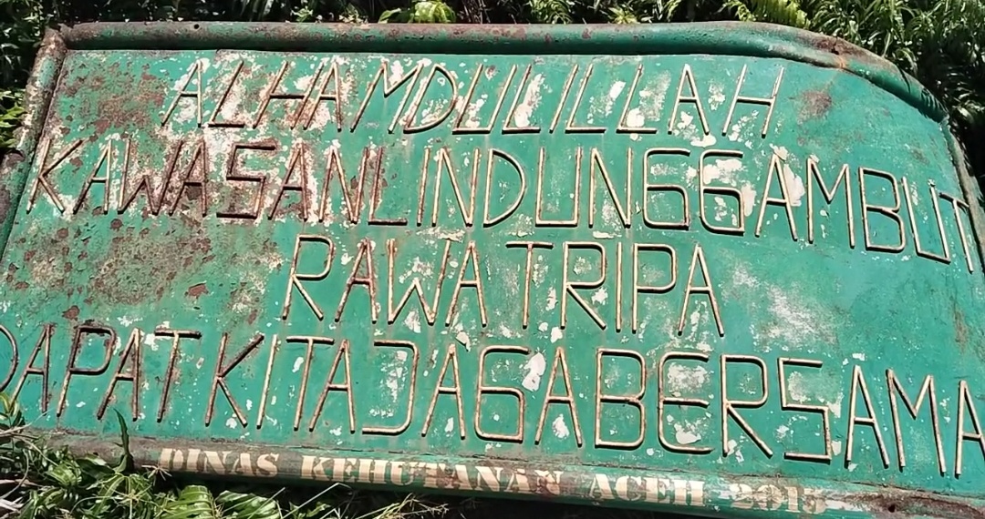 Jejak Perambahan Rawa Tripa : Alat Berat “Raib”, Lahan Negara Digarap, Dugaan Mafia Lahan Menguat. 