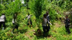 Polisi Musnahkan Ladang Ganja Dua Hektare di Sawang, Dua Tersangka Diamankan Polisi Musnahkan Ladang Ganja Dua Hektare di Sawang, Dua Tersangka Diamankan