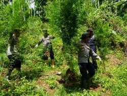 Polisi Musnahkan Ladang Ganja Dua Hektare di Sawang, Dua Tersangka Diamankan