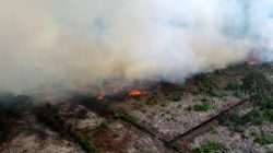 Titik Panas di Rawa Tripa Naik 43 Kali Lipat dari Tahun 2025
