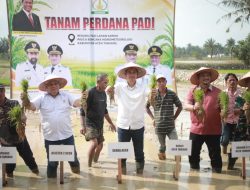 Pimpin Tanam Padi Perdana Pascabencana, Sekda Aceh: Stabilitas Pangan Harus Tetap Aman