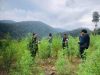 Intel Kodam Iskandar Muda Musnahkan 50 Hektare Ladang Ganja di Nagan Raya