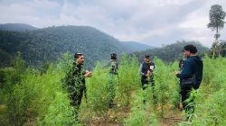Intel Kodam Iskandar Muda Musnahkan 50 Hektare Ladang Ganja di Nagan Raya