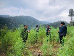 Intel Kodam Iskandar Muda Musnahkan 50 Hektare Ladang Ganja di Nagan Raya