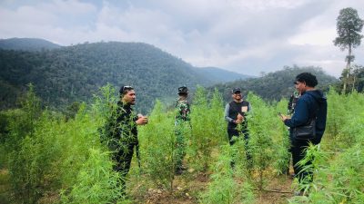 Intel Kodam Iskandar Muda Musnahkan 50 Hektare Ladang Ganja di Nagan Raya