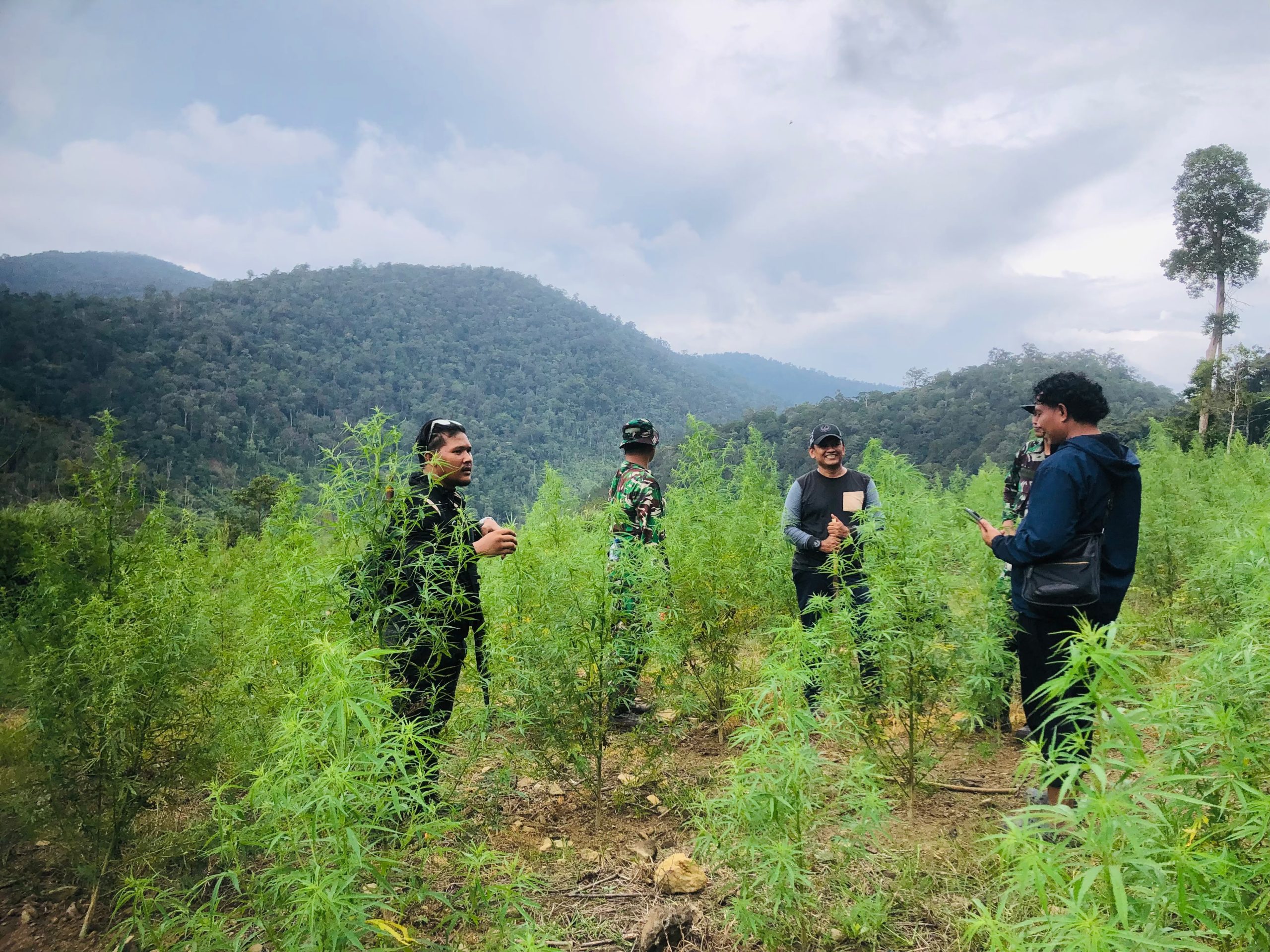Intel Kodam Iskandar Muda Musnahkan 50 Hektare Ladang Ganja di Nagan Raya