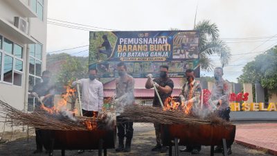 Musnahkan 110 Batang Ganja, Kapolres Aceh Selatan Tegaskan Komitmen Berantas Narkotika