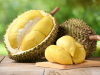 Distanbun Aceh Perkuat Plasma Nutfah Durian Lokal, Siapkan Benih Unggul Bernilai Ekonomi Tinggi