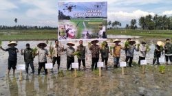 Aceh Utara Gencarkan Gerakan Tanam Padi Serempak, Kejar Target Luas Tanam 30.067 Hektare