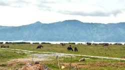Aceh Tengah Pulihkan 1.496 Hektare Sawah, Ditargetkan Siap Tanam Awal September