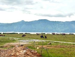 Aceh Tengah Pulihkan 1.496 Hektare Sawah, Ditargetkan Siap Tanam Awal September