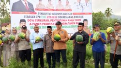 Panen Perdana Semangka Non-Biji di Simeulue, Bupati Dorong Pengembangan Hortikultura Panen Perdana Semangka Non-Biji di Simeulue, Bupati Dorong Pengembangan Hortikultura