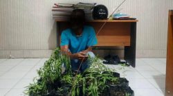 Tanam Ganja di Pekarangan Rumah Warga, Pria di Banda Aceh Diamankan Polisi Tanam Ganja di Pekarangan Rumah Warga, Pria di Banda Aceh Diamankan Polisi
