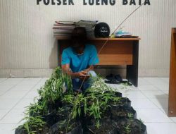 Tanam Ganja di Pekarangan Rumah Warga, Pria di Banda Aceh Diamankan Polisi
