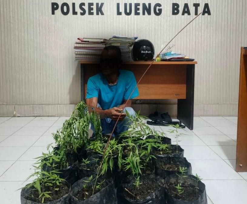 Tanam Ganja di Pekarangan Rumah Warga, Pria di Banda Aceh Diamankan Polisi Tanam Ganja di Pekarangan Rumah Warga, Pria di Banda Aceh Diamankan Polisi